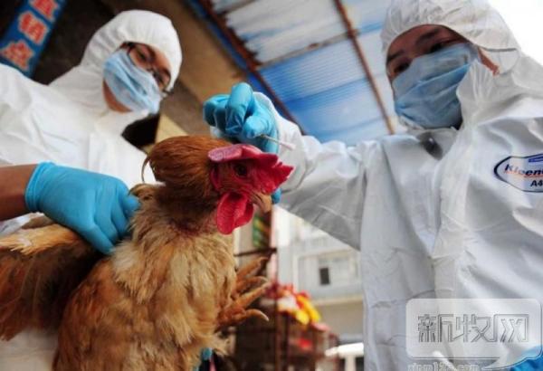 研究证h7n9可飞沫传播 忧禽流感成全球疫症 行业信息 广东省畜牧兽医学会